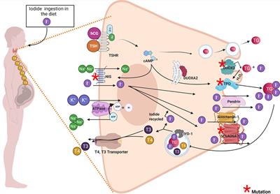 Thyroid Gene Mutations in Pregnant and Breastfeeding Women Diagnosed With Transient Congenital Hypothyroidism: Implications for the Offspring’s Health